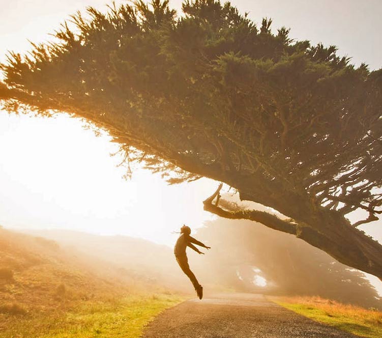 Tree Growth with Golden Light